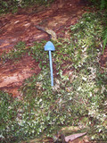 Entoloma virescens image