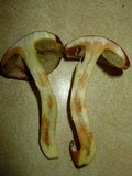Boletus subglabripes image