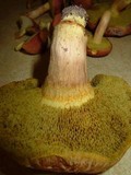 Xerocomus illudens image