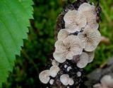 Crepidotus versutus image