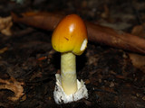 Amanita banningiana image