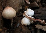 Lepiota haemorrhagica image