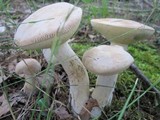 Boletus pallidus image