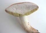 Boletus pallidus image