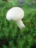 Calvatia elata image