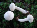 Calvatia elata image