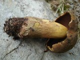 Boletus vermiculosoides image