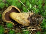 Boletus vermiculosoides image