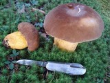 Boletus auripes image