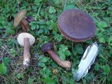 Tylopilus badiceps image