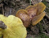 Boletinellus merulioides image
