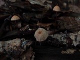 Marasmius siccus image