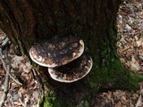 Fomitopsis ochracea image