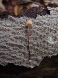 Marasmius siccus image