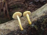 Cyptotrama chrysopepla image