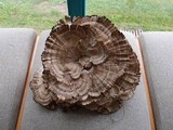 Meripilus sumstinei image