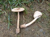 Amanita whetstoneae image