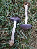 Cortinarius iodes image