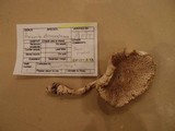 Amanita atkinsoniana image