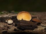 Crepidotus crocophyllus image