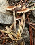 Deconica castanella image