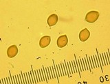 Deconica castanella image