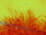 Deconica castanella image
