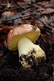 Boletus regius image