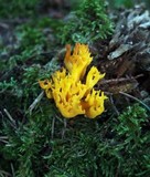 Calocera viscosa image