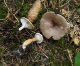 Clitocybe costata image
