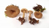 Clitocybe costata image