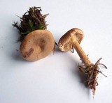 Clitocybe costata image