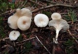 Clitocybe vibecina image