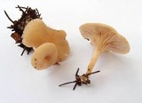 Clitocybe vibecina image