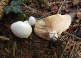 Clitopilus prunulus image