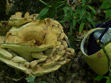 Bondarzewia berkeleyi image