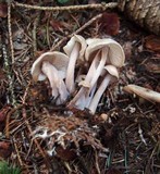 Gymnopus confluens image