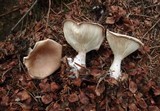 Clitocybe gibba image