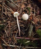 Cystolepiota seminuda image