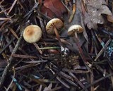 Marasmius wynneae image