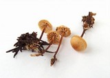 Marasmius wynneae image