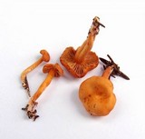 Rhodocybe nitellina image