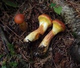 Suillus grevillei image