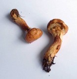 Suillus grevillei image