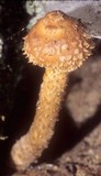 Hemistropharia albocrenulata image