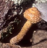 Hemistropharia albocrenulata image