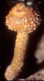 Hemistropharia albocrenulata image