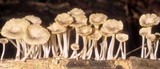 Chrysomphalina strombodes image