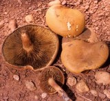 Phylloporopsis boletinoides image