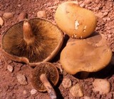 Phylloporopsis boletinoides image